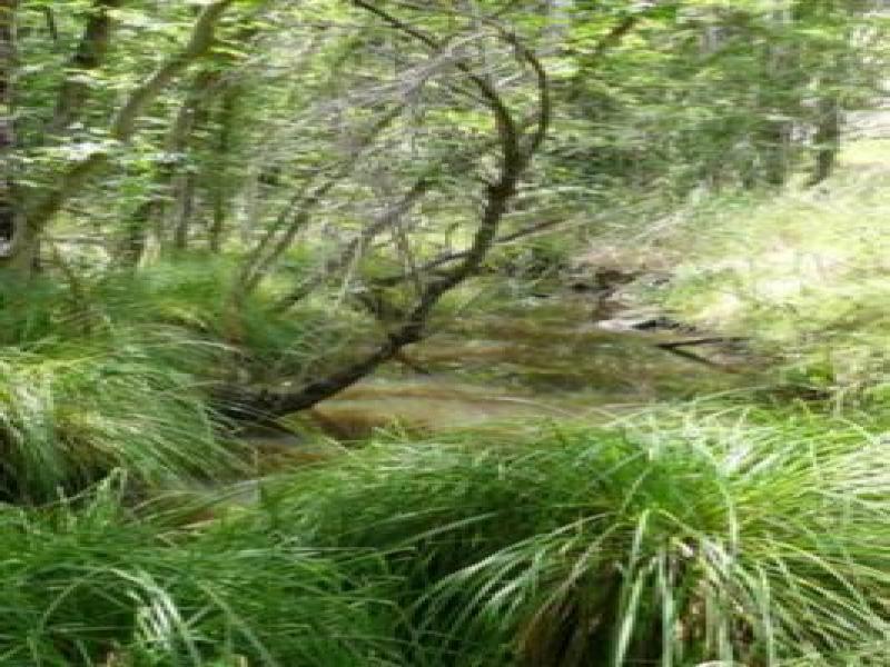 Downstream