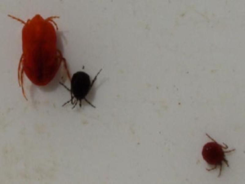 Water mites (Acarina)