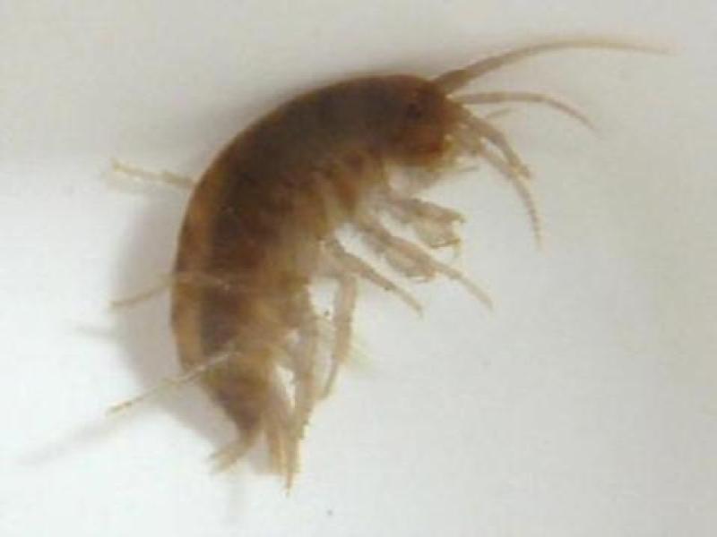 Side Swimmer/Scud (Amphipoda)