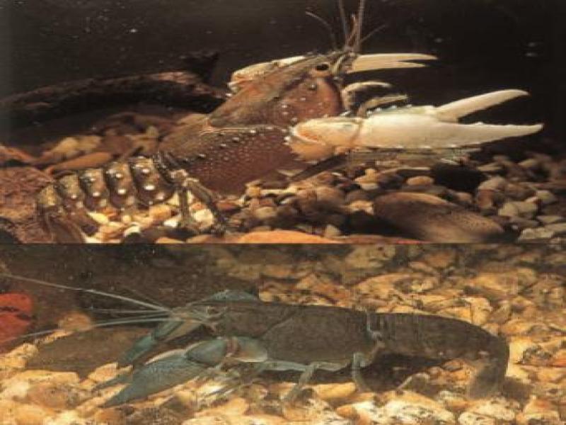 Yabbies/Marron/Gilgie Freshwater (Decapoda)