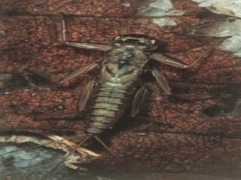 Mayfly nymph (Ephemeroptera)