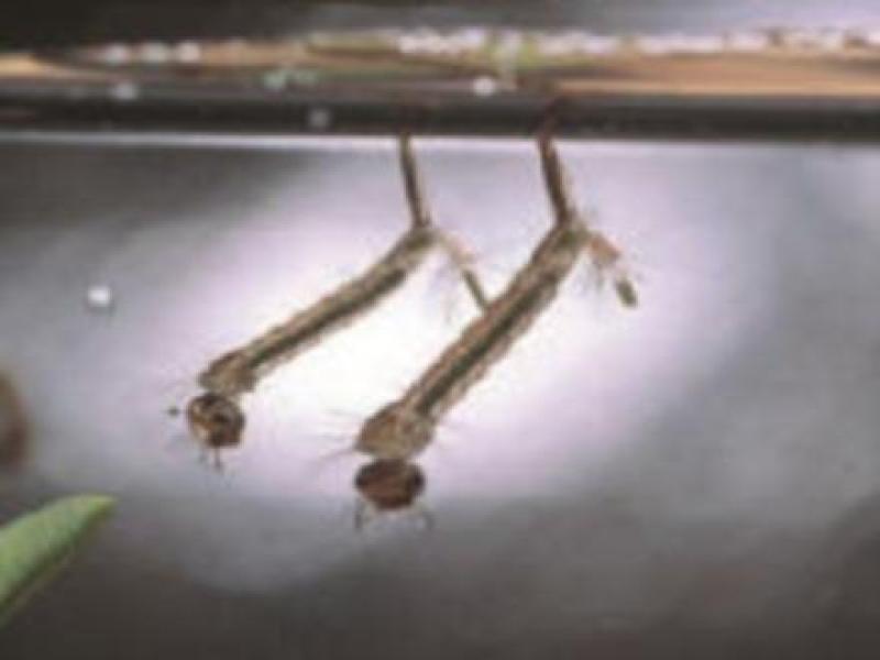 Mosquito Larvae (Diptera)
