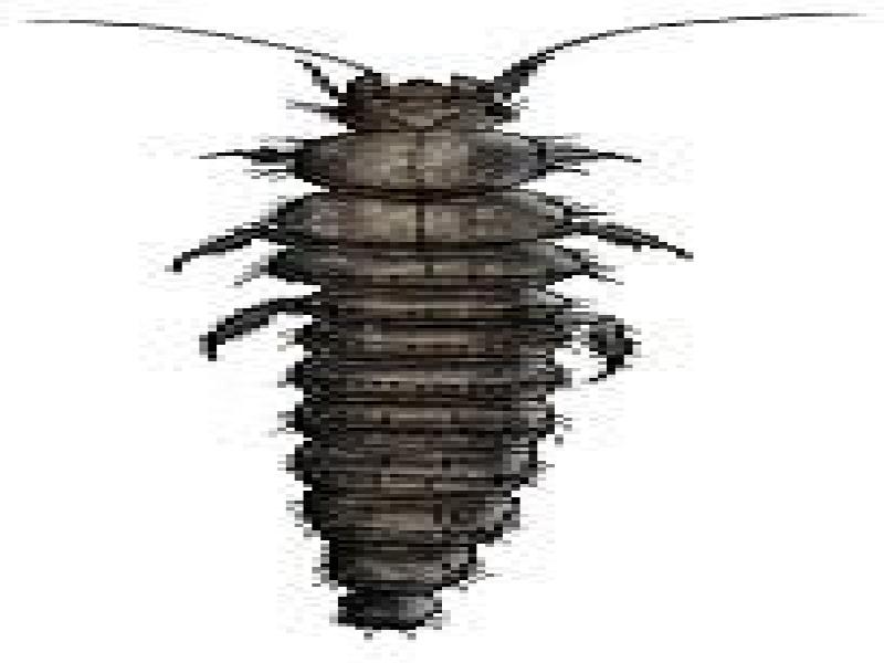 Beetle larvae (Coleoptera)