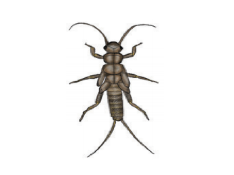 Stonefly nymphs