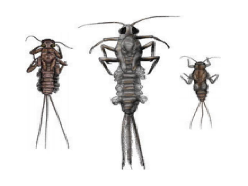 Mayfly nymphs