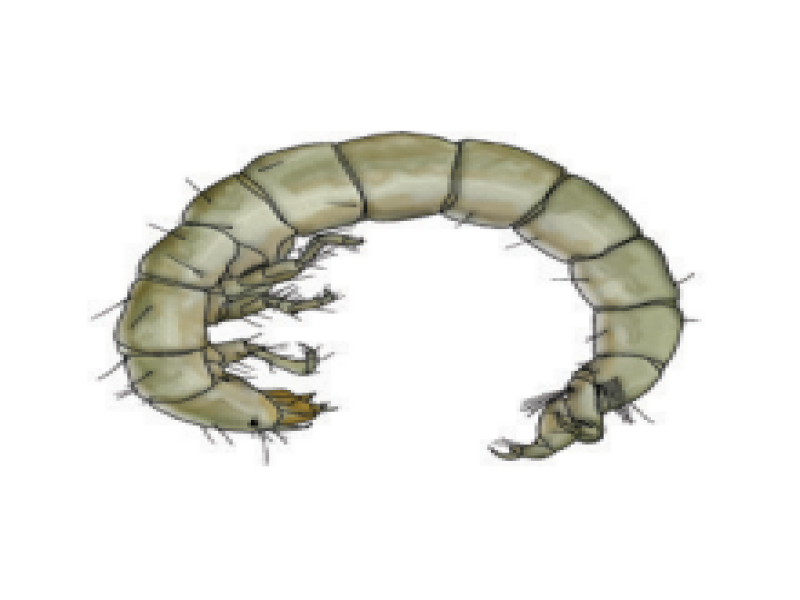Free-living caddis larvae