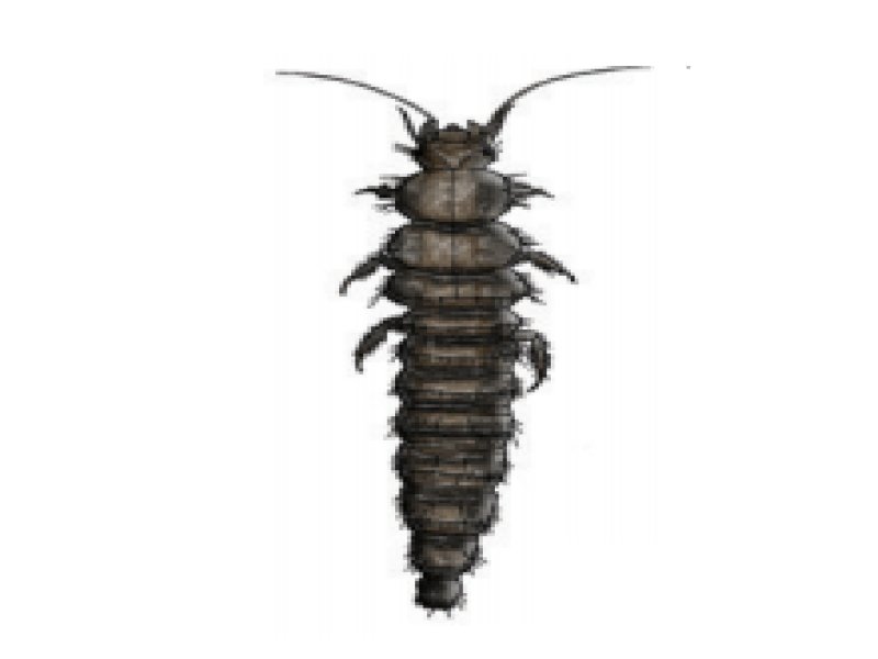 Marsh beetle larvae