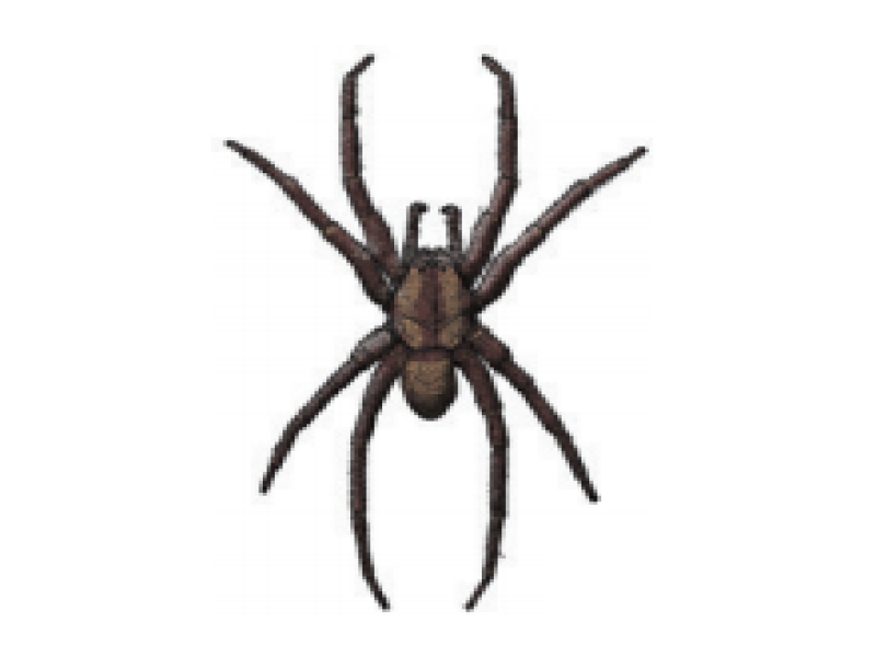 Fishing spiders