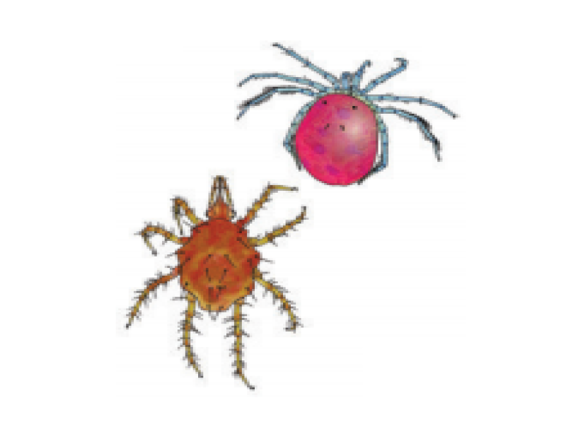 Water mites