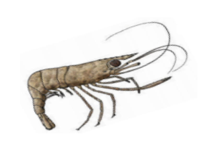 Freshwater prawns