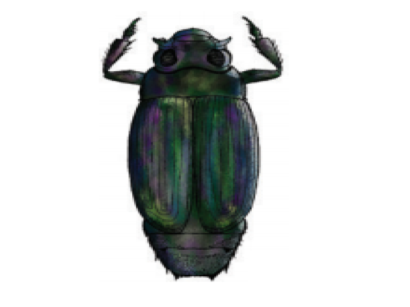 Whirligig beetles