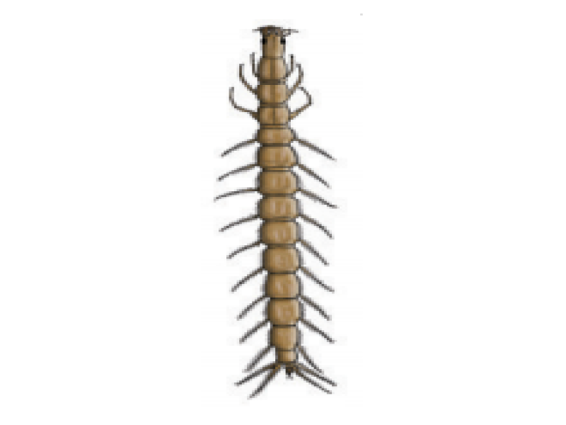 Whirligig beetle larvae