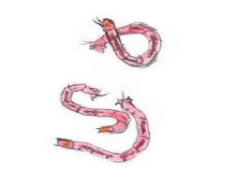 Chironomids, blood worms