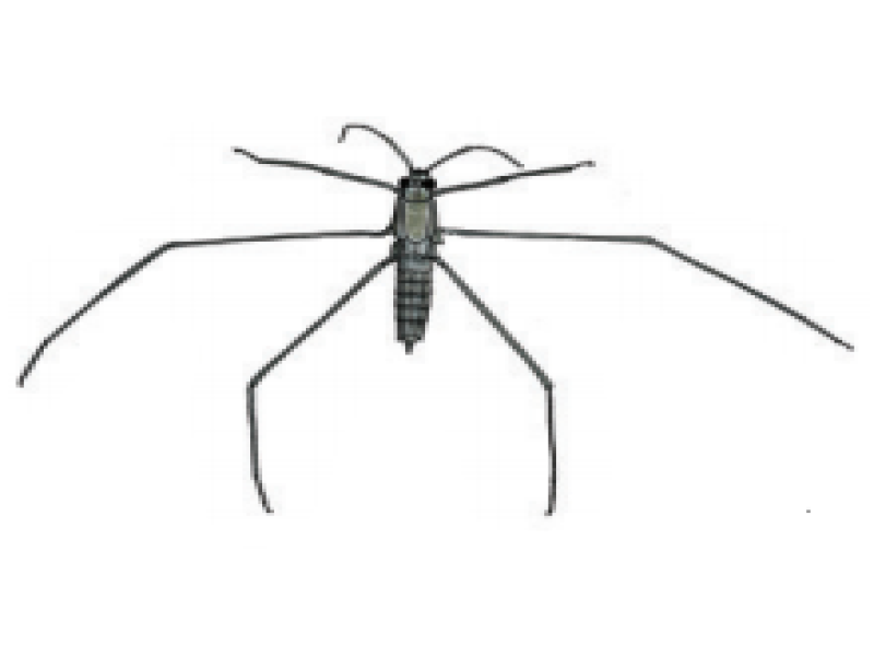Water striders