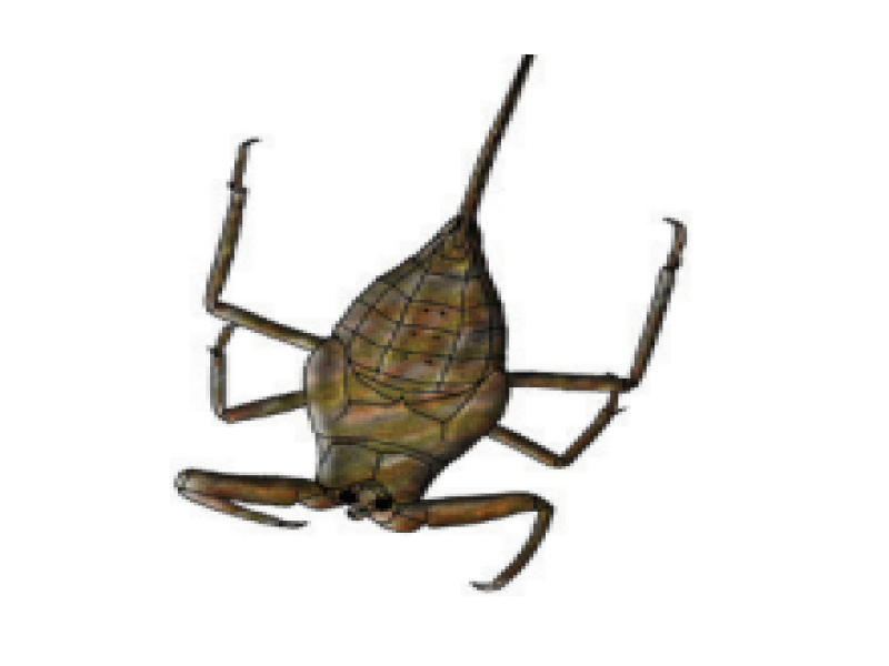 Leafy water scorpions