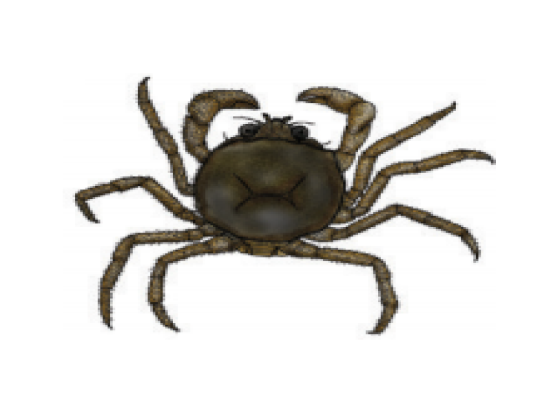 Five cent crabs, false spider crabs