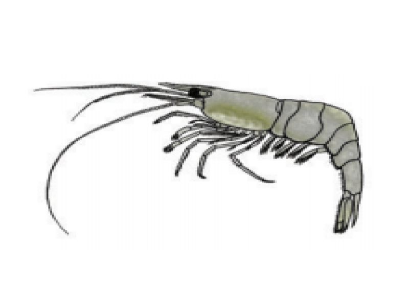 Glass shrimps