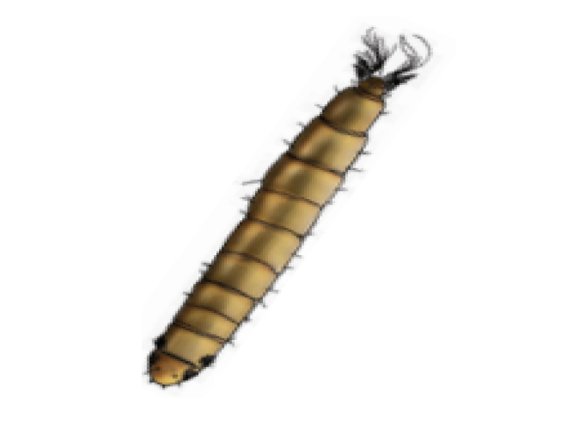 Fly larvae