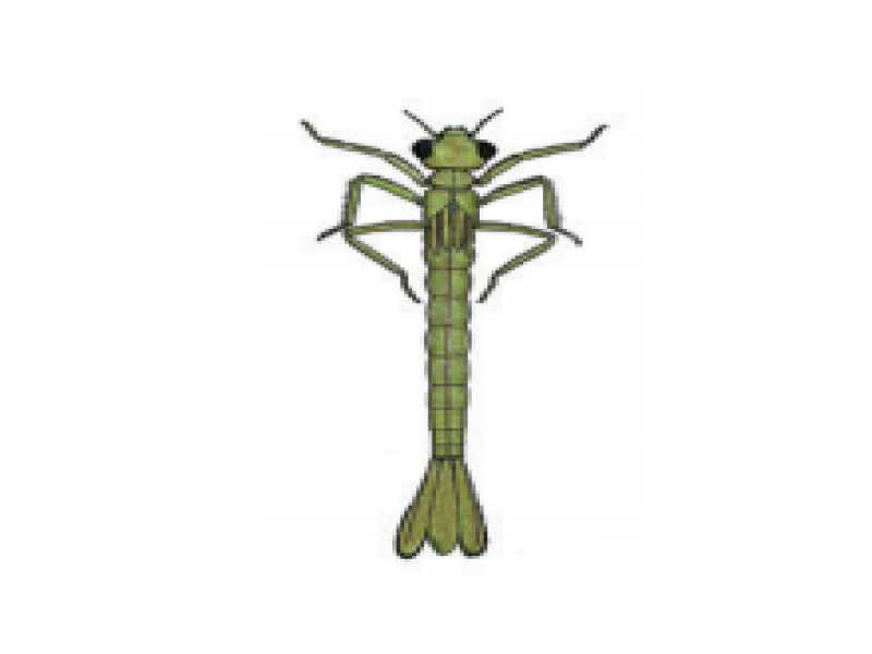 Damselfly larvae