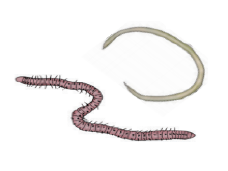 Worms