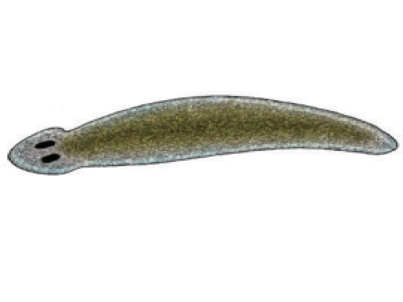 Flatworms