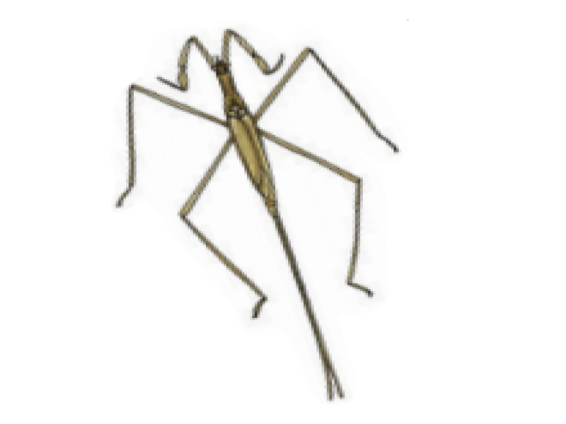 Slender water scorpions, needlebugs, stick bugs