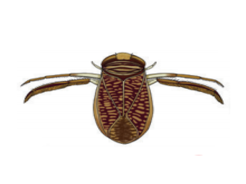 Waterboatmen