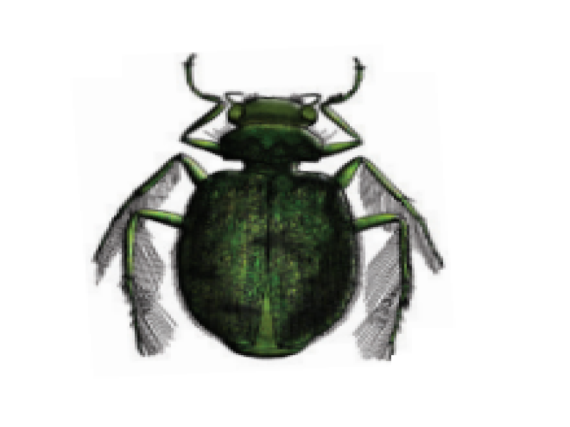 Water beetles
