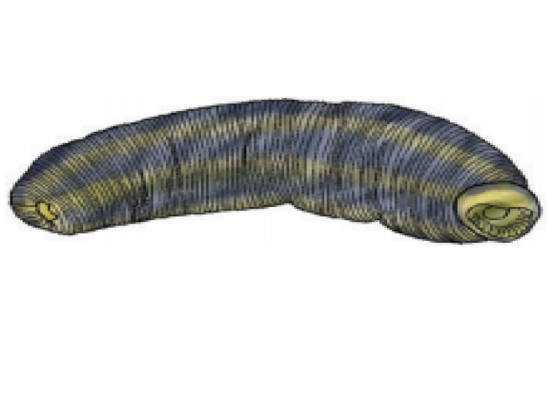 Leeches