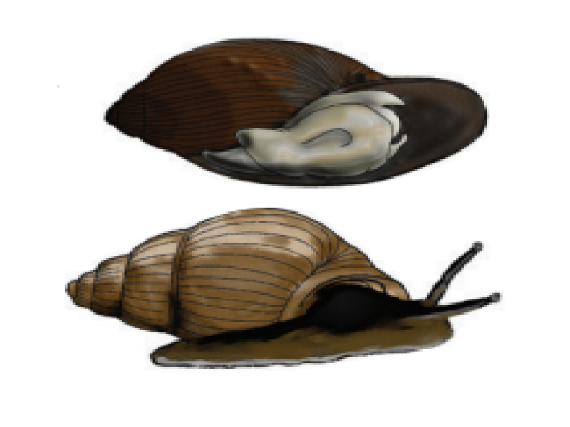 Freshwater snails