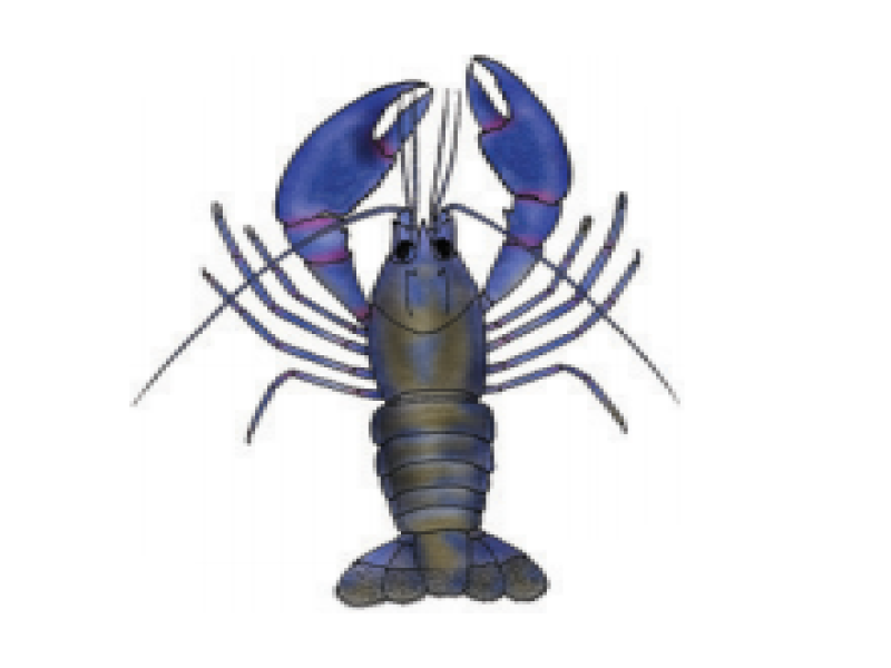 Freshwater crayfish or yabbies