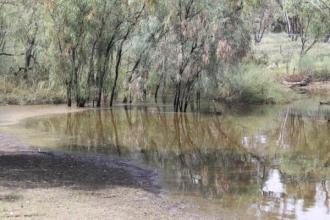 Potential green algal bloom site
