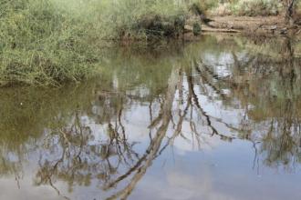 Potential green algal bloom site