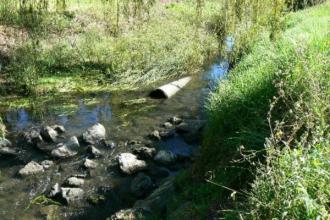 Warm. Water nice and clear, and flowing well. BUGS were done last Thursday (8/3) with Voytek Lapinski. Water level then was little higher, and also just a little turbid. Bugs for this month will be entered as a separate visit!!