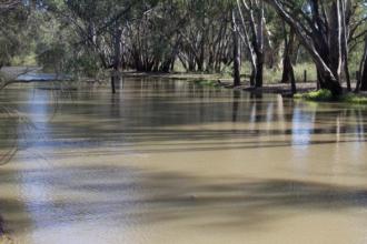 BWS101 Downstream; Note the Carp swimming on the surface