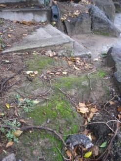 This is a second photo of the native water rat we found at the site today.
You can see the poison bait box nearby.