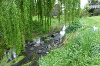 site a bit cleaner today compared to previous visits (shopping trolley and computer have been removed, or washed further downstream)