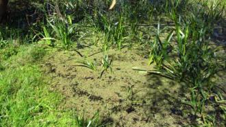 Green & red weed covered water surface.