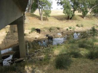 Cattle in creek downstream (about 10 more than in this photo), and a couple of sheep in stream upstream, although about 10 sheep that I saw in the area.