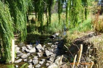 nice and quiet here, pity about the loaf of bread someone had thrown in (just downstream of site), probably to feed the ducks.