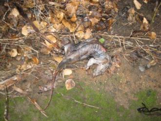 the dead animal on the bank of Karingal Yalloc at YDI 838