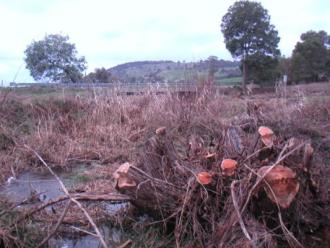 Willow removal looking East