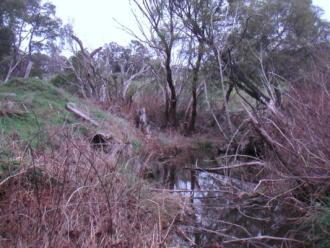 Willows looking west