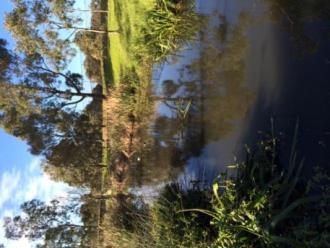 upstream
