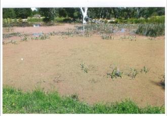 Photo C N W - azolla 27 Feb 2016