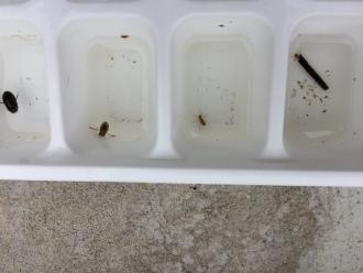 We think the creature 3rd from the left is a very small dragon fly nymph??