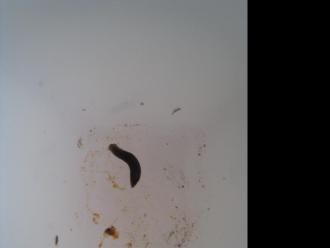 This looks like a flatworm.