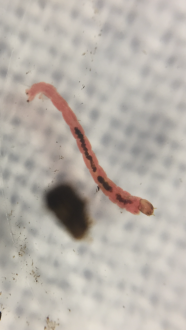 This is a chironomid