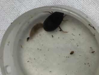 Flatworm and beetle