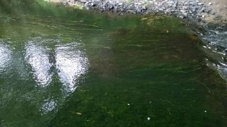 Blunt Pondweed Potamogeton ochreatus